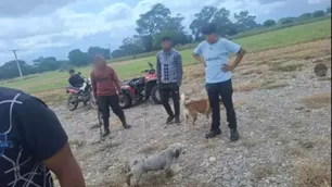 Un hombre fue condenado a dos años de prisión por matar a tiros a una perra en Jujuy