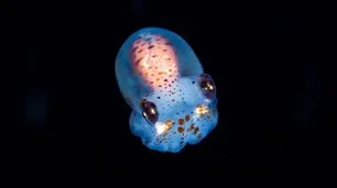 La NASA envió calamares bebé al Estación Espacial Internacional para realizar experimentos