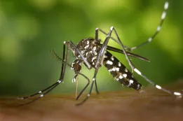 Cuál es el método con yerba mate que se usa para combatir el dengue