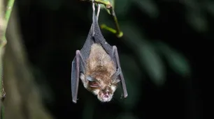 Qué se sabe sobre el nuevo coronavirus hallado en murciélagos de Tailandia
