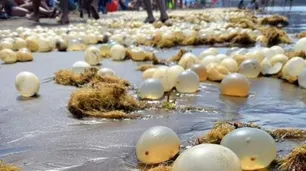 ¿Qué es eso? | Las playas de Pinamar aparecieron cubiertas de organismos amarillos