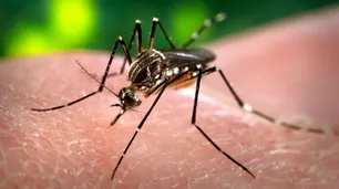 Dengue: ya se confirmó el primer caso autóctono en la provincia de Buenos Aires