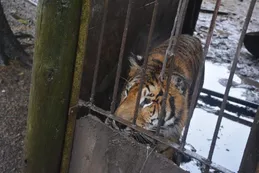 Rescatan más de 300 animales en cautiverio criados de forma clandestina