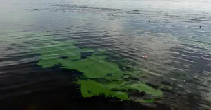 Alerta naranja por cianobacterias en el Río de La Plata: piden evitar contacto con las manchas verdes