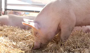 Cada vez es más caro alimentar a cerdos y aves de corral