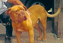 Córdoba: rescatan a un perro utilizado para videos de zoofilia