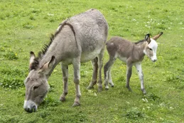 Alberto Samid: "Burros hay para 2 carnicerías y vacas tenemos 50 millones"
