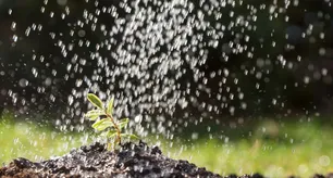 Se estima que el 70% del agua que se usa para regar, se pierde