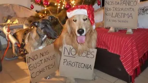 Todos los detalles para que las mascotas no sufran por la pirotecnia