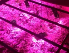 Descubrieron un “vivero” de marihuana en Córdoba