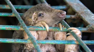 A pesar de la prohibición de OMS, Nigeria sigue vendiendo animales vivos para la cena
