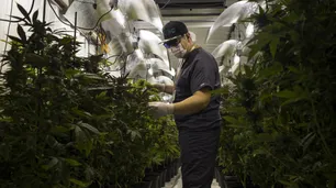 El cultivo de marihuana es un gran mercado para empresas de iluminación holandesa