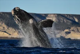 Las primeras ballenas ya se dejan ver en el Golfo Nuevo de Puerto Madryn