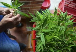 Tras seis meses, el Gobierno reglamentó el uso medicinal del cannabis