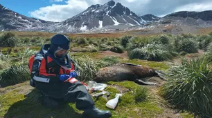 Se expande la gripe aviar en la Antártida: detectan el virus en pingüinos y cormoranes