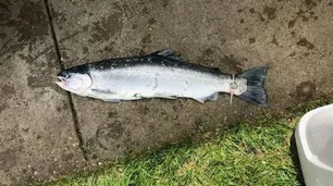 Encontraron un pez con un anillo de boda "maldito" atado a su cola