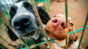 Como en Los Simuladores: donante misterioso entregó 200 mil pesos para salvar un refugio de animales