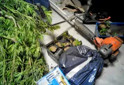 Un suizo tenía un vivero de marihuana en Brandsen