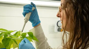 Dos científicas de la UNC desarrollan una “vacuna” para que las plantas no se enfermen y evitar el uso de pesticidas químicos