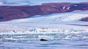 Un equipo de científicos de la Universidad de Stanford descubrió vida en el hielo ártico a 15 grados bajo cero