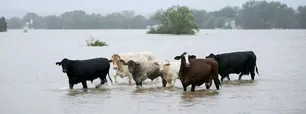 Científicos advierten: el cambio climático podría aumentar el número de enfermedades transmitidas por animales