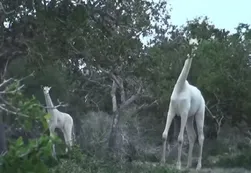 VIDEO | Furor por el hallazgo de dos jirafas blancas