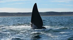 Turismo en Puerto Madryn: cuáles son las principales actividades que se pueden realizar