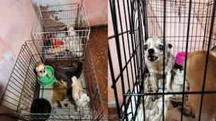 Clausuraron dos criaderos ilegales con más de 200 perros de raza chihuahua y "salchicha"
