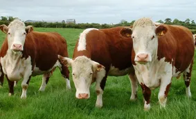 Hereford: el campo celebra casi 170 años de la raza más fuerte y con presencia federal en Argentina