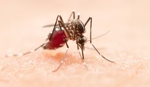 Hallaron en Perú un virus que causa síntomas de malaria, dengue y enfermedades infecciosas tropicales