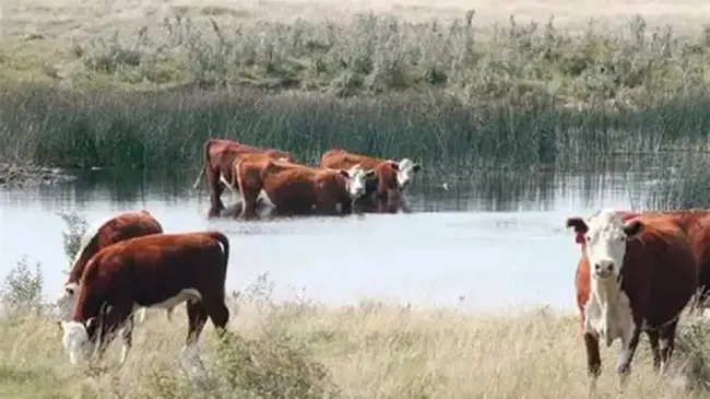 Inundaciones en Corrientes: productores evacúan el ganado ante la crecida del río Paraná