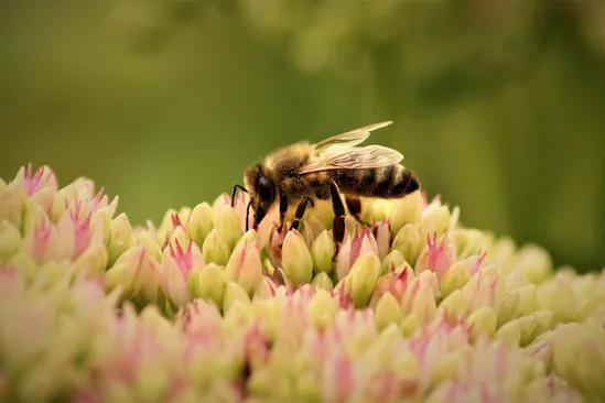 Día Mundial de las Abejas 2026: por qué la ONU alerta por su extinción