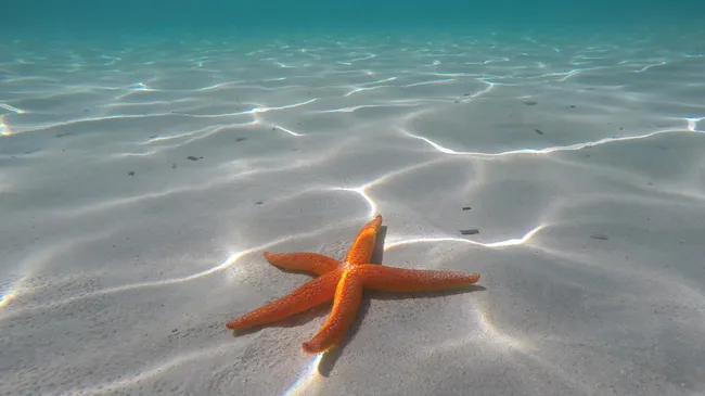Descubren que un tipo de estrella de mar aporta el mejor colágeno