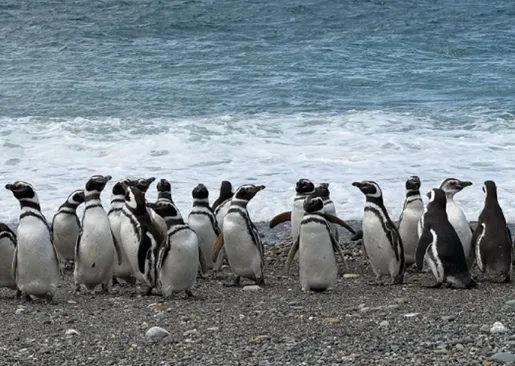 Elaboran un mapa clave para salvar a los pingüinos de Magallanes