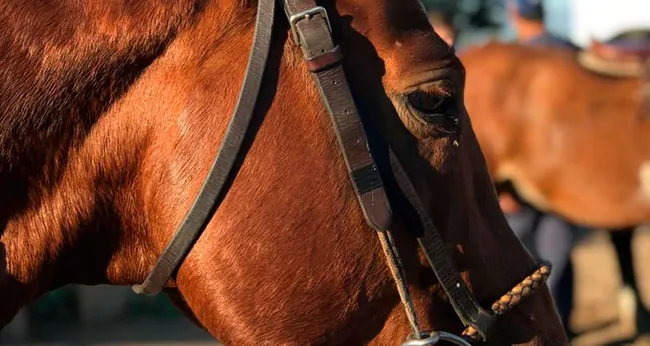 Alerta sanitaria en Unquillo: denuncian robo y faena clandestina de caballos