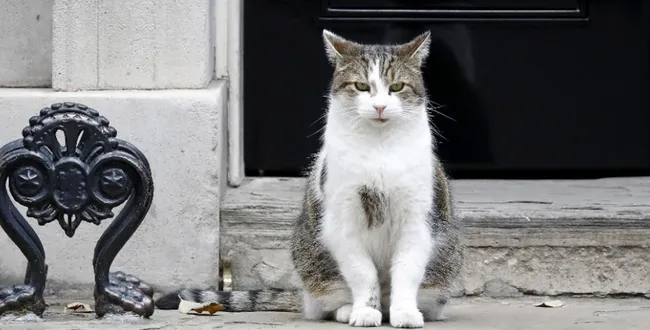 "Larry", el gato de Downing St: esquiva crisis, vivió con 4 primeros ministros y espera al quinto