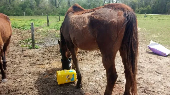 Cuadreras de la muerte: obligaron a un caballo a correr herido y lo remataron de un tiro