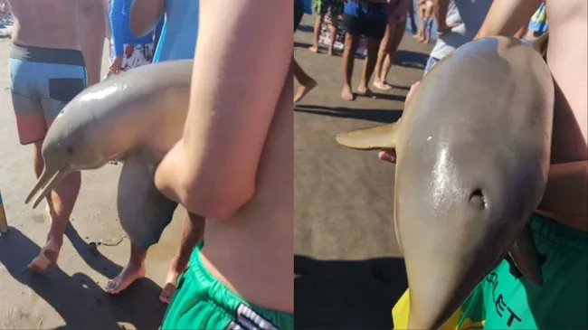 Otra vez: murió un delfín en Mar del Tuyú porque lo sacaron del agua para tomarse fotos