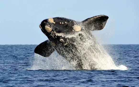 Ellas vinieron como todas las temporadas pero este año marcaron un récord histórico: 2.110 ballenas francas
