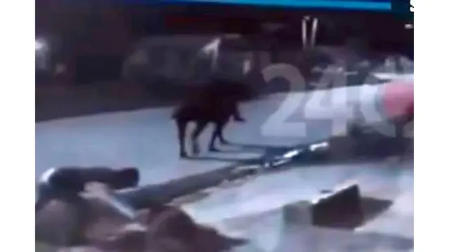 "Cabachorros": ladrones a caballo persiguieron a un hombre y le robaron el celular y la billetera