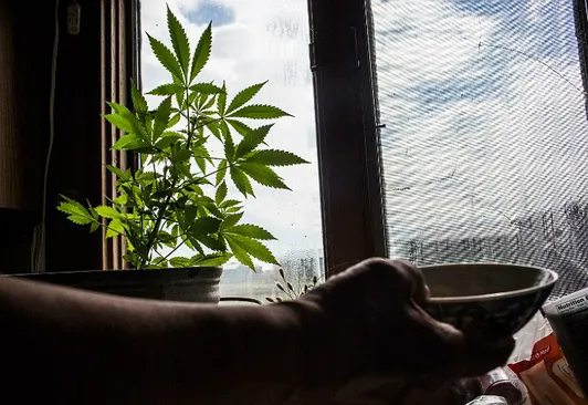 Chile, cerca de despenalizar del autocultivo de marihuana