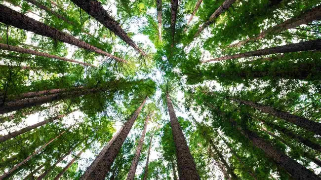 Día mundial de la Tierra: es el momento de actuar
