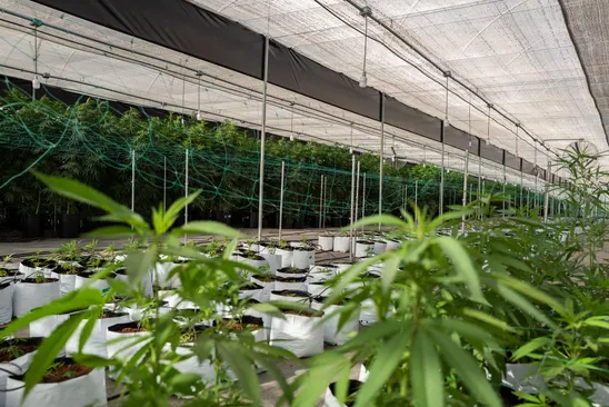 Un expresidente de México apunta a la venta del cannabis en Latinoamérica