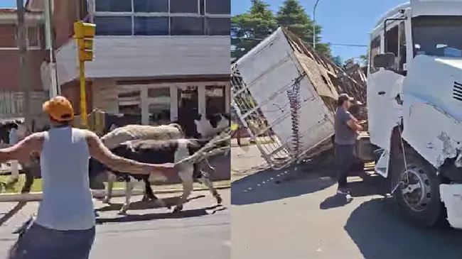 Córdoba: volcó un camión y 23 vacas quedaron sueltas en la Ruta 38