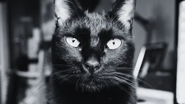 ¿Dan mala suerte los gatos negros? El origen medieval de un mito