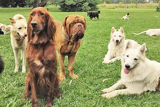 Crean colonias de verano y planes de fitness para perros
