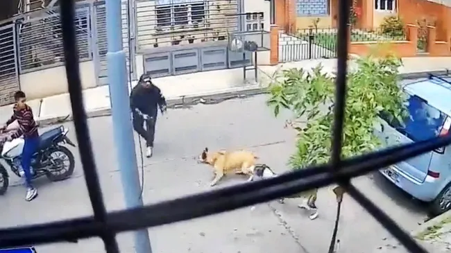 José León Suárez: motochorros quisieron asaltar a un hombre pero dos perras del barrio lo evitaron
