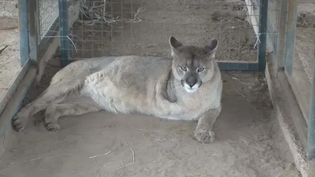Un hombre que mutiló a un puma deberá pagarle alimentos de por vida