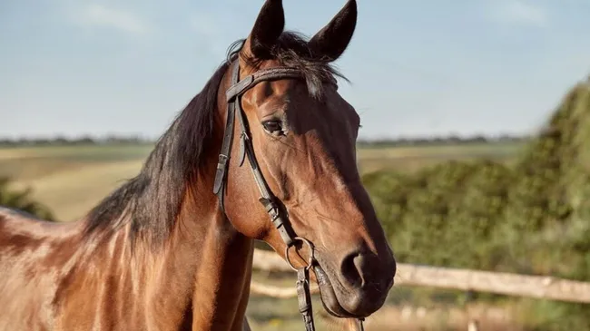 Encefalomielitis equina: comenzaron a distribuirse las primeras 70 mil dosis