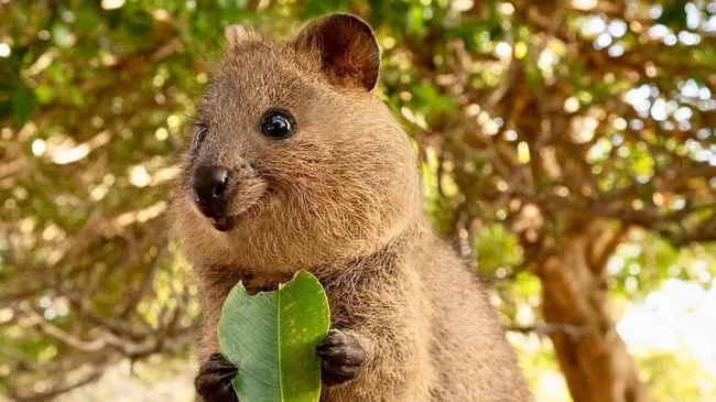 ¿Por qué el quokka es el animal "más feliz" del mundo?
